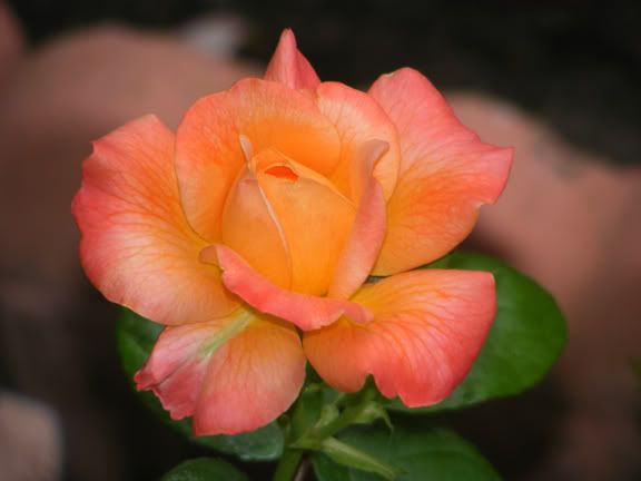 English Sonnet opening 1